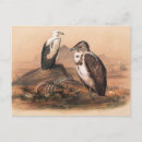 Recherche de vautour cartes postales Faune
