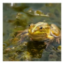 Recherche de grenouille posters Faune