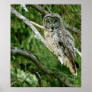 Recherche de hibou gris posters Grand