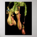 Recherche de plantes carnivores posters Nepenthes