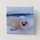 Recherche de phoque badges Faune
