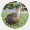 Recherche de colle autocollants Oiseaux