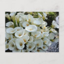Recherche de calla lilly cartes postales Lis