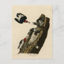 Recherche de erythrocephalus Oiseau