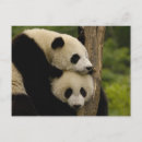 Recherche de panda géant cartes postales Ailuropoda melanoleuca