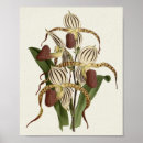 Recherche de cypripedium posters Orchidée