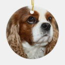 Recherche de charle cavalier de roi Canin