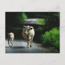 Zoek naar pastoral briefkaarten Europa