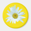 Recherche de daisys magnets Jaune