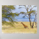 Recherche de african animals posters Safari