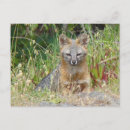 Recherche de loup sauvage cartes postales Chien