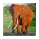 Recherche de défenses photographie Éléphant