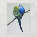 Recherche de budgies posters Animal