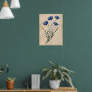 Zoek naar korenbloemen posters Botanische illustratie