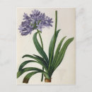 Recherche de agapanthus cartes postales Lis