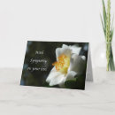 Recherche de camélias cartes postales Camélia blanche