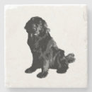 Recherche de terre neuve bar Chien