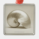 Recherche de coquilles de mer ornements Animaux