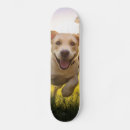 Recherche de puppys skateboards Dog
