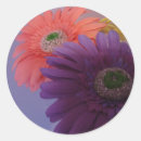 Recherche de gerberas autocollants Fleur