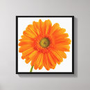 Recherche de fleurs marguerite gerbera art Orange