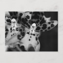 Recherche de orchidée noire cartes postales Noir et blanc