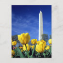 Recherche de printemps cartes postales Tulip