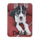 Recherche de petit chien magnets Enfants