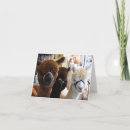 Zoek naar alpaca kaarten Wild dier