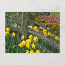 Recherche de jonquilles cartes postales Fleurs