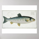 Recherche de salmos posters Kruger