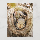 Recherche de curieux cartes postales Écureuil