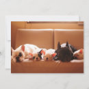 Recherche de purebreed vœux cartes Domestic animals