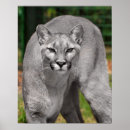 Recherche de coussin de de animal posters Imprimer