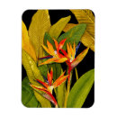 Recherche de oiseau magnets Botanique
