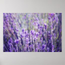 Recherche de vintage lavender posters Violet