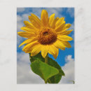 Recherche de beau tournesol cartes postales Été
