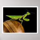 Recherche de mante de prière posters Entomologie