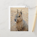 Recherche de animaux dans le sauvage cartes postales Animal
