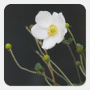 Zoek naar japanse bloemen stickers Anemoon