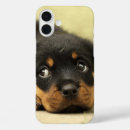 Recherche de mammifères coques Animaux