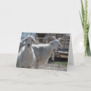 Recherche de vieille chèvre vœux cartes Humour