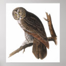 Recherche de hibou gris posters Oiseaux