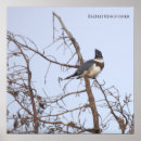 Zoek naar ijsvogels posters Foto