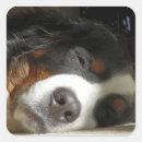 Zoek naar slaap stickers Puppy