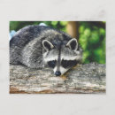 Recherche de mammifères cartes postales Faune