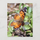 Zoek naar bruine vlinder briefkaarten Fotografie