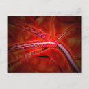 Recherche de globules sanguins posters Tridimensionnel