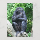 Recherche de bonobo cartes invitations Primate