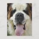 Recherche de st bernard cartes postales Saint